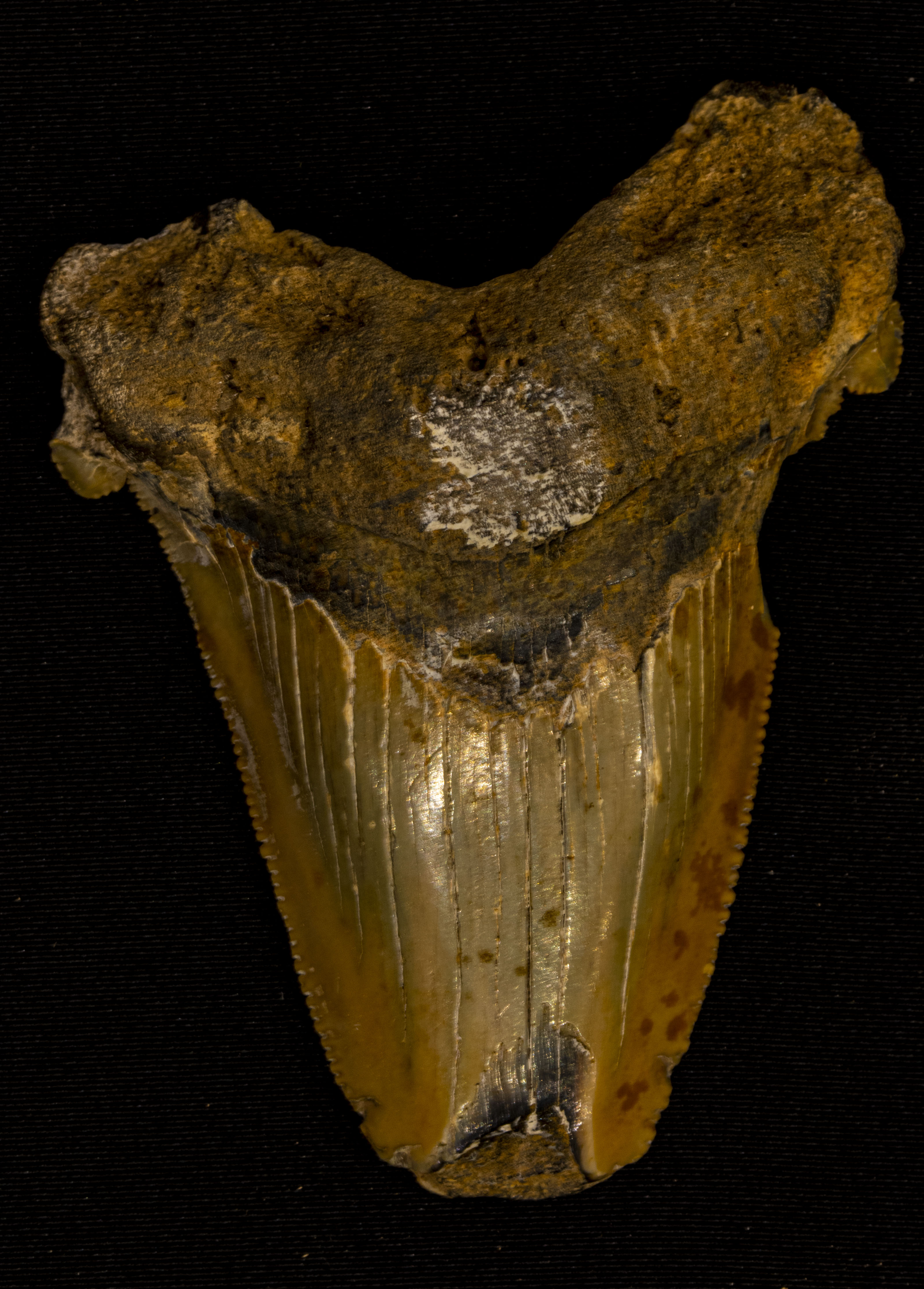 Petrified Tooth by Bill · 365 Project