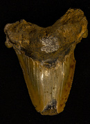 14th Dec 2020 - Petrified Tooth