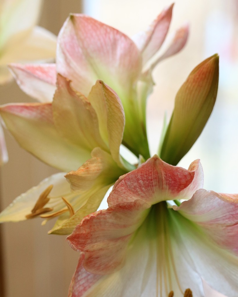 December 14: Apple Blossom Amaryllis by daisymiller
