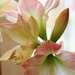 December 14: Apple Blossom Amaryllis by daisymiller