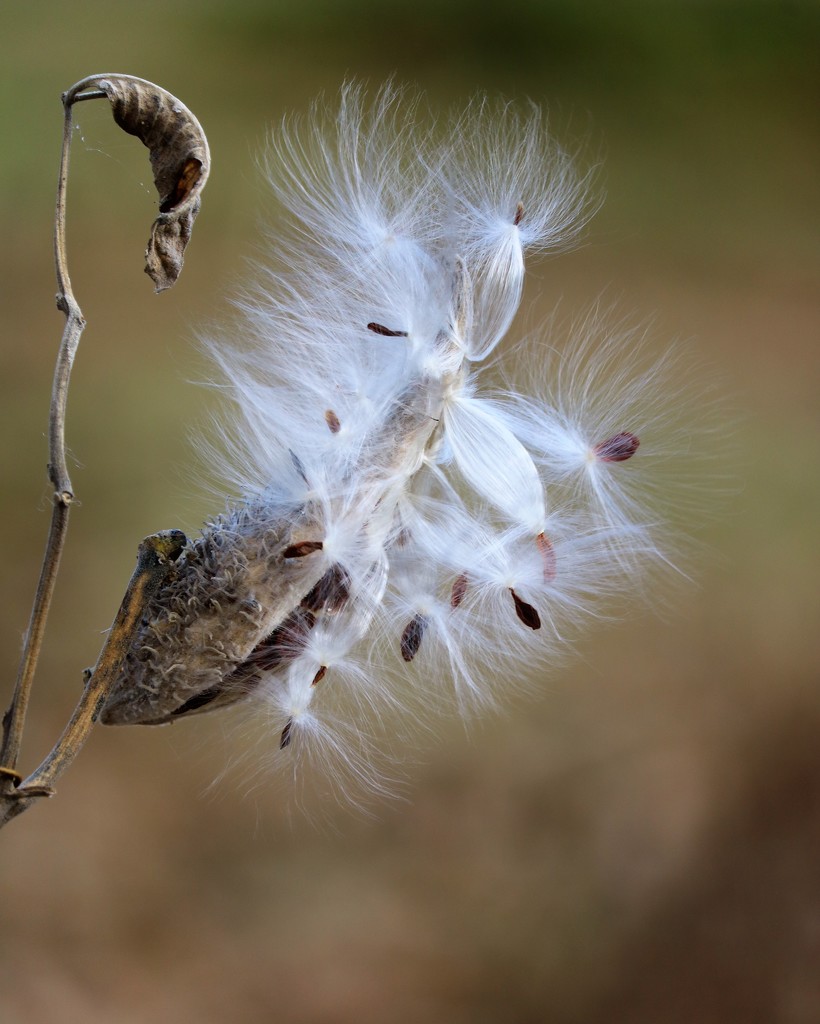 November 9: Swamp Milkweed by daisymiller