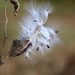 November 9: Swamp Milkweed by daisymiller