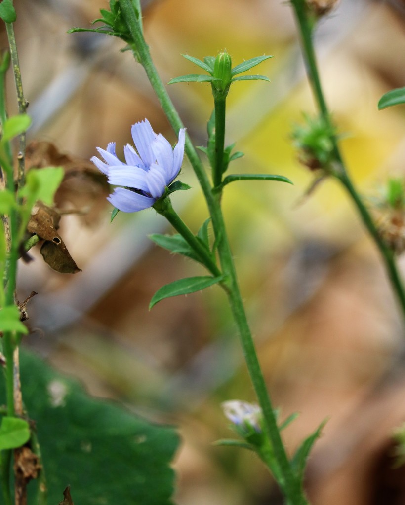 November 10: Chicory by daisymiller