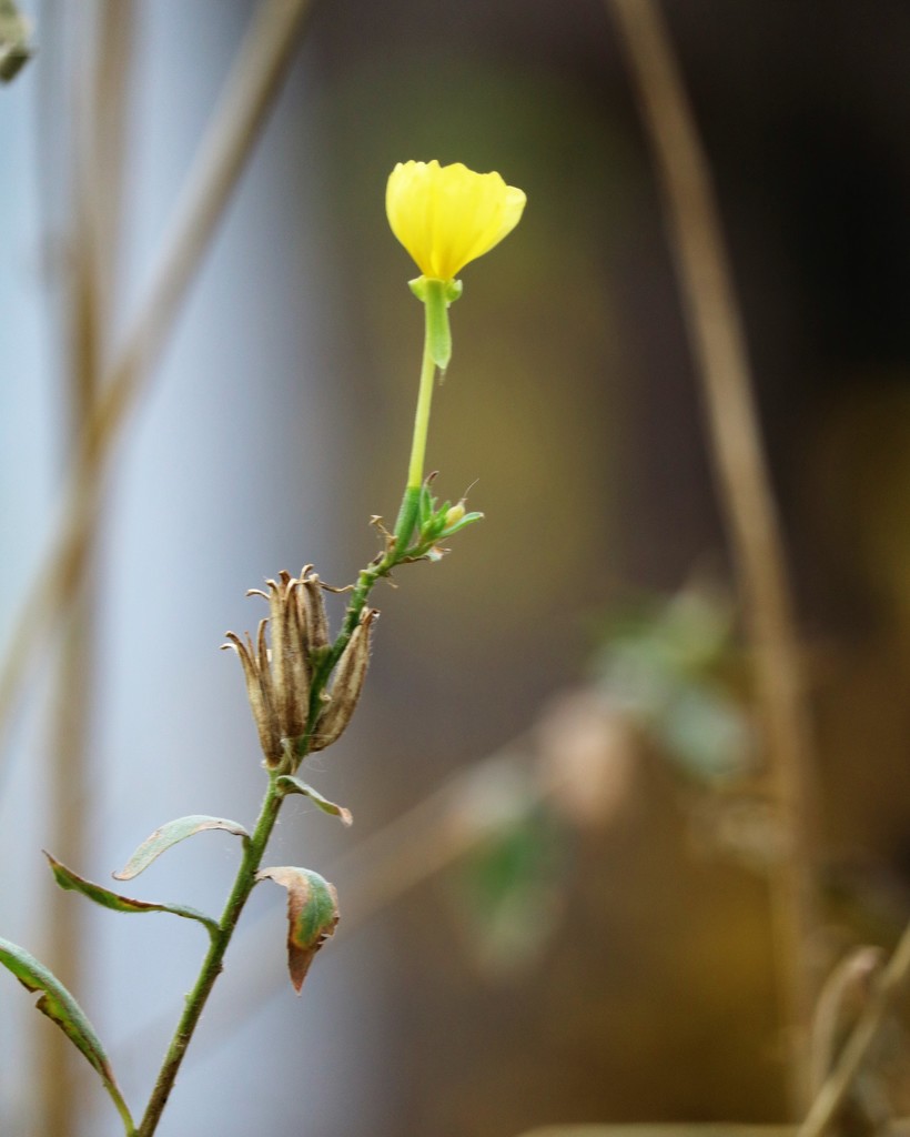 November 11: Tall Yellow Primrose by daisymiller