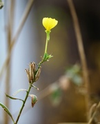11th Nov 2020 - November 11: Tall Yellow Primrose