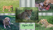 14th Dec 2020 - Lions of Tanzania