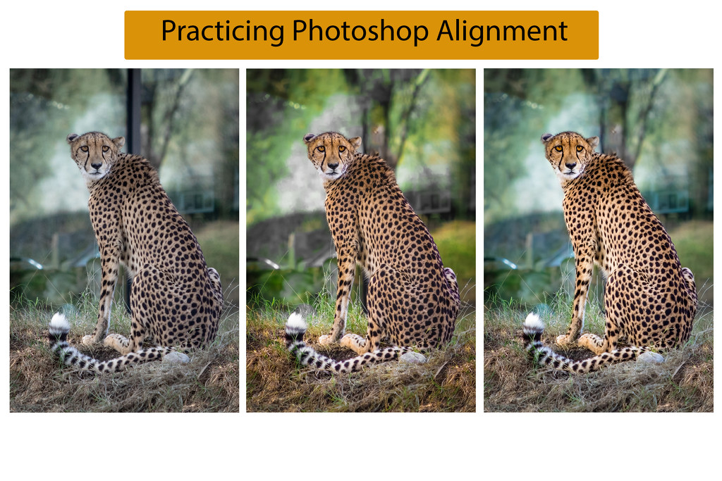 Practicing Alignment on Photoshop  by jyokota