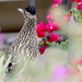 Roadrunner Sighted by redy4et