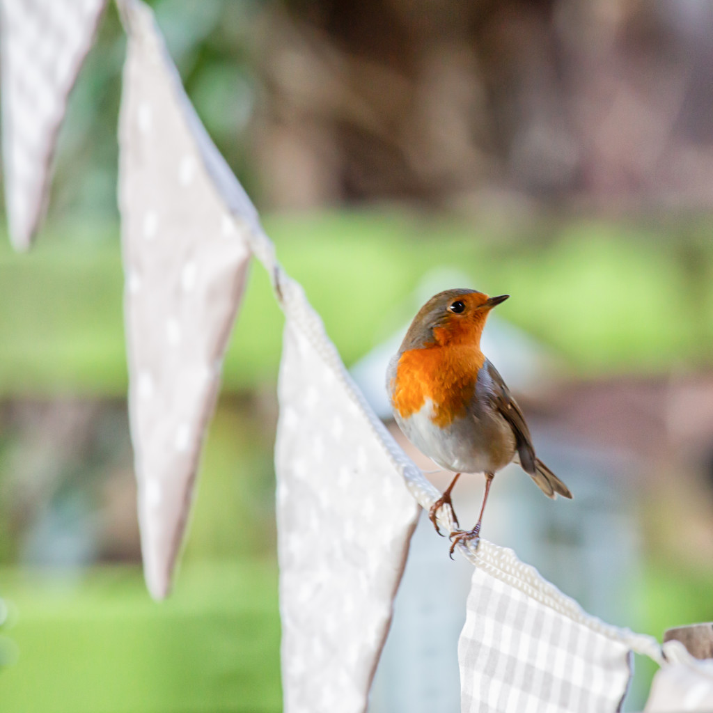 On the bunting by pamknowler