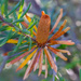 Banksia cone by gosia