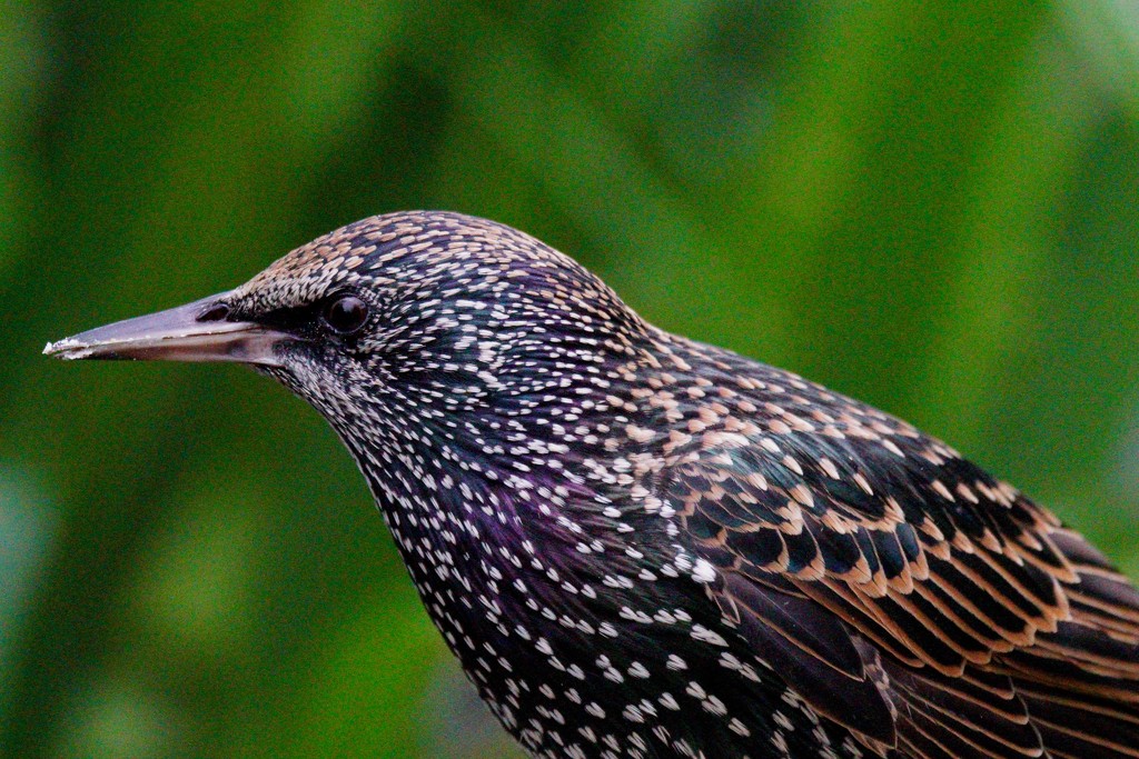 STARLING HEAD  by markp