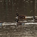 canada geese_DxO by rminer
