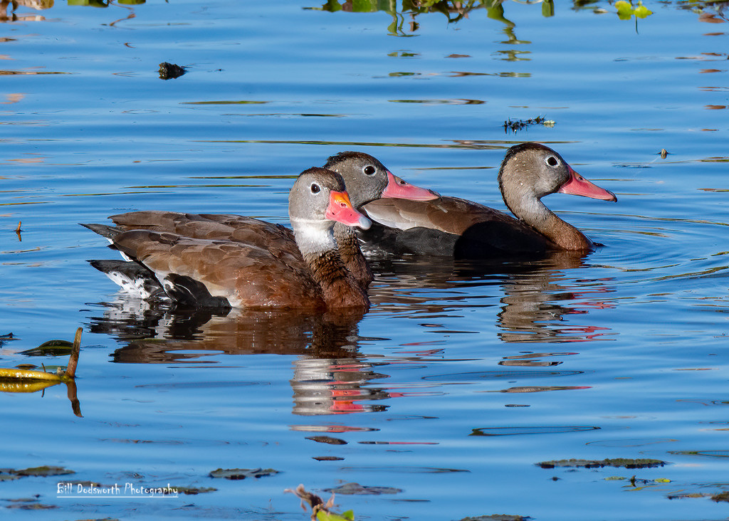 Whistling ducks by photographycrazy