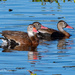 Whistling ducks by photographycrazy
