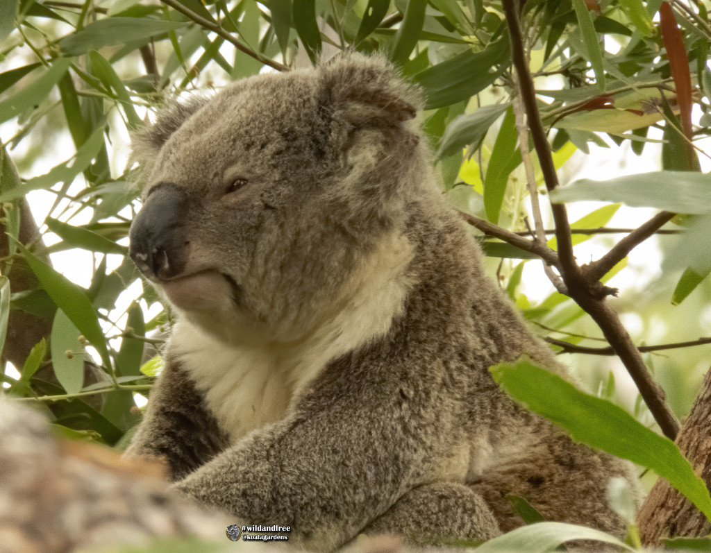 in between yawns by koalagardens