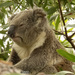 in between yawns by koalagardens