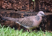 16th Dec 2020 -  Beautiful Spotted Dove ~