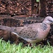  Beautiful Spotted Dove ~ by happysnaps