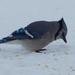 Blue Jay by larrysphotos