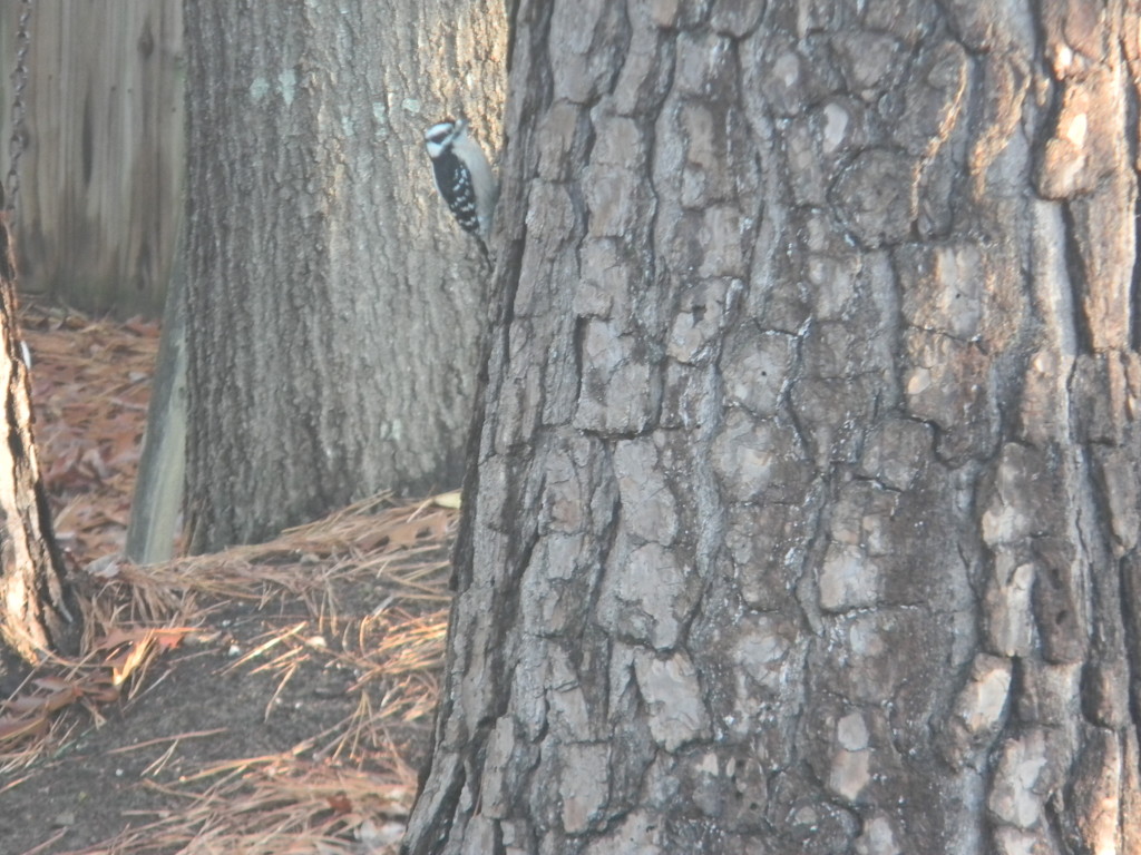 Woodpecker on Tree by sfeldphotos