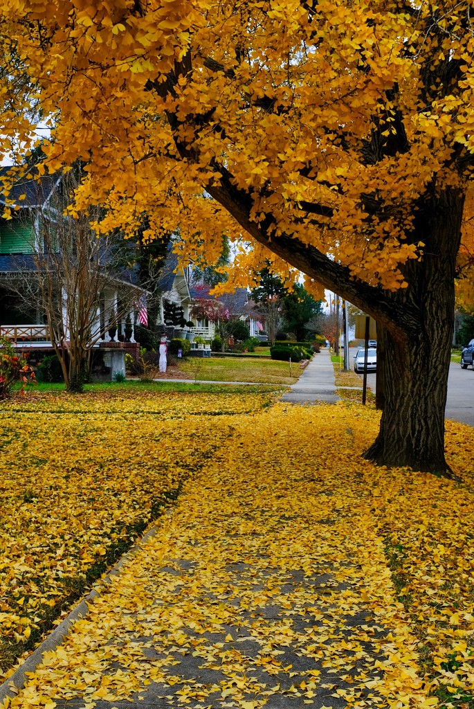 12-15-20 Yellow leaves by clayt