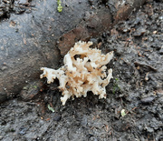 7th Dec 2020 - Another fungus