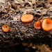 Eyelash fungi by janturnbull