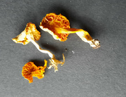 2nd Dec 2020 - Dried mushrooms