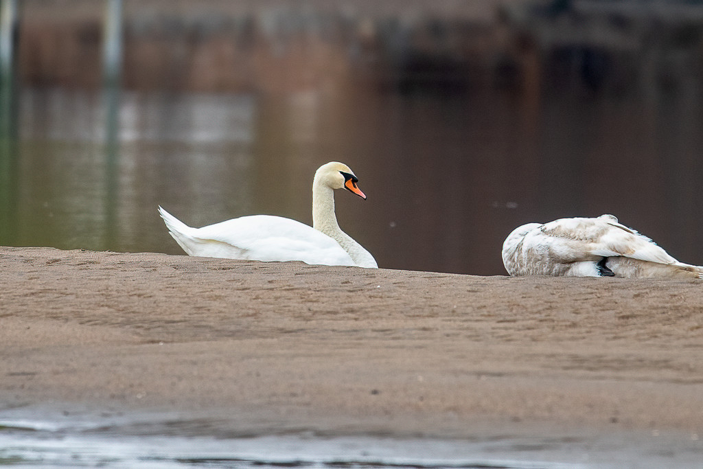 Mute Swans young and old by nicoleweg