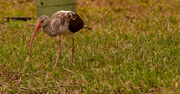 15th Dec 2020 - Ibis Searching the Grounds!
