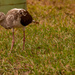 Ibis Searching the Grounds! by rickster549