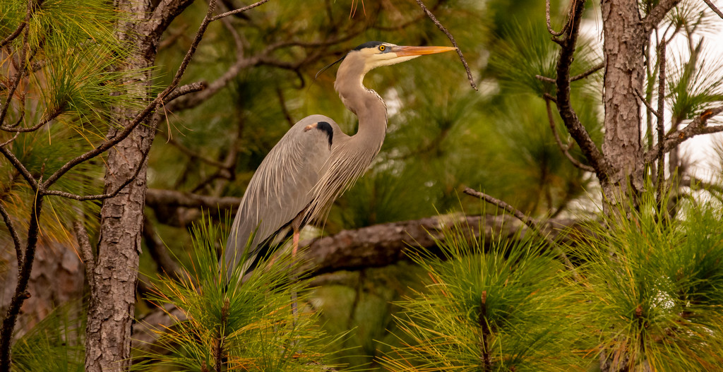 Blue Heron Hanging Out in the Trees Again! by rickster549