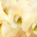 Dreamy Orchids by ludwigsdiana