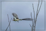 16th Dec 2020 - Pin tailed Whydah