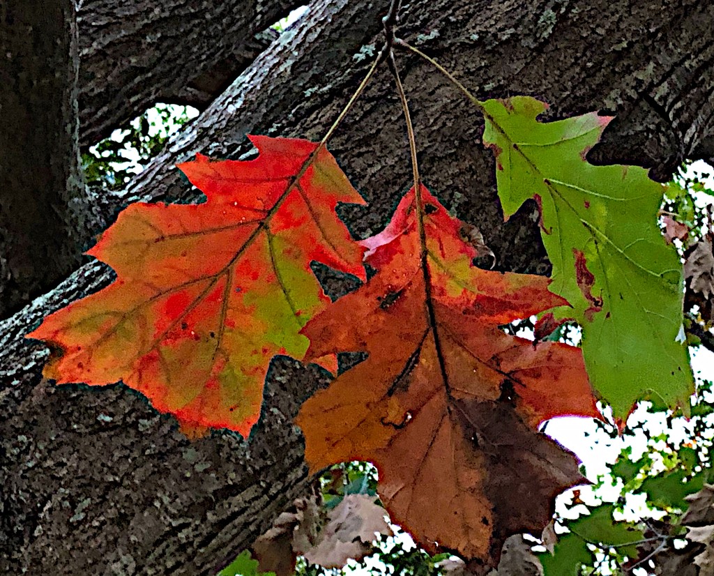 Autumn leaves at Hampton Park (Shumard Oak) by congaree