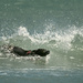 Surf Hound by helenw2