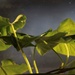Листья батата. by nyngamynga