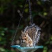 Squirrel Swing by jyokota