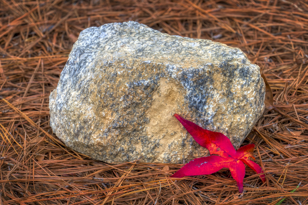 Rock Leaf Straw by kvphoto