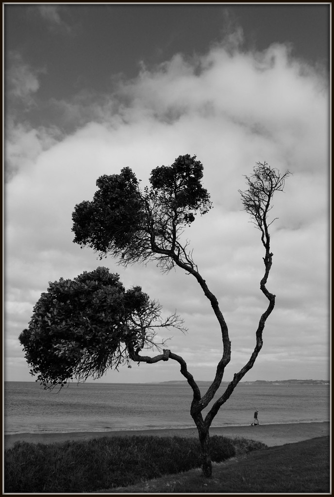 The tree by dide