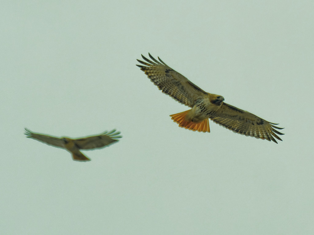 Red-tailed hawks by rminer