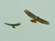 16th Dec 2020 - Red-tailed hawks