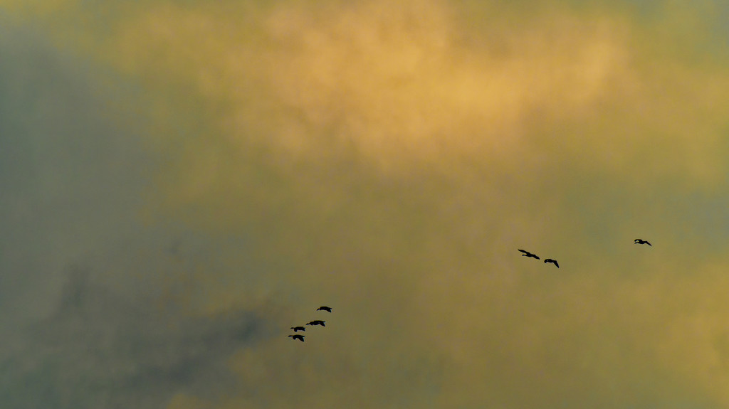 Canada geese in the sunlit clouds by rminer