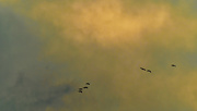 16th Dec 2020 - Canada geese in the sunlit clouds