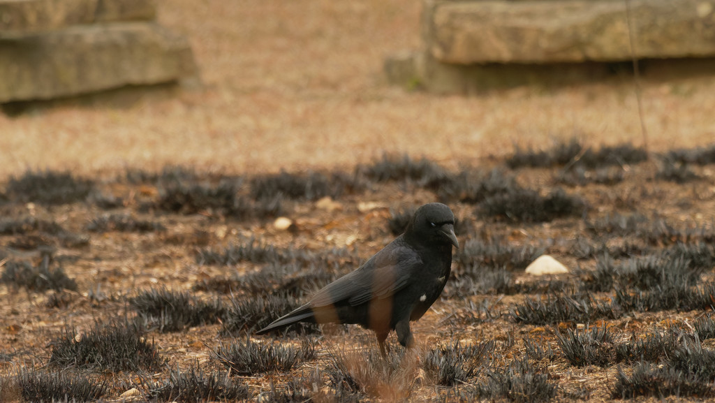 American crow checking out the prescribed burn by rminer