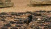 16th Dec 2020 - American crow checking out the prescribed burn