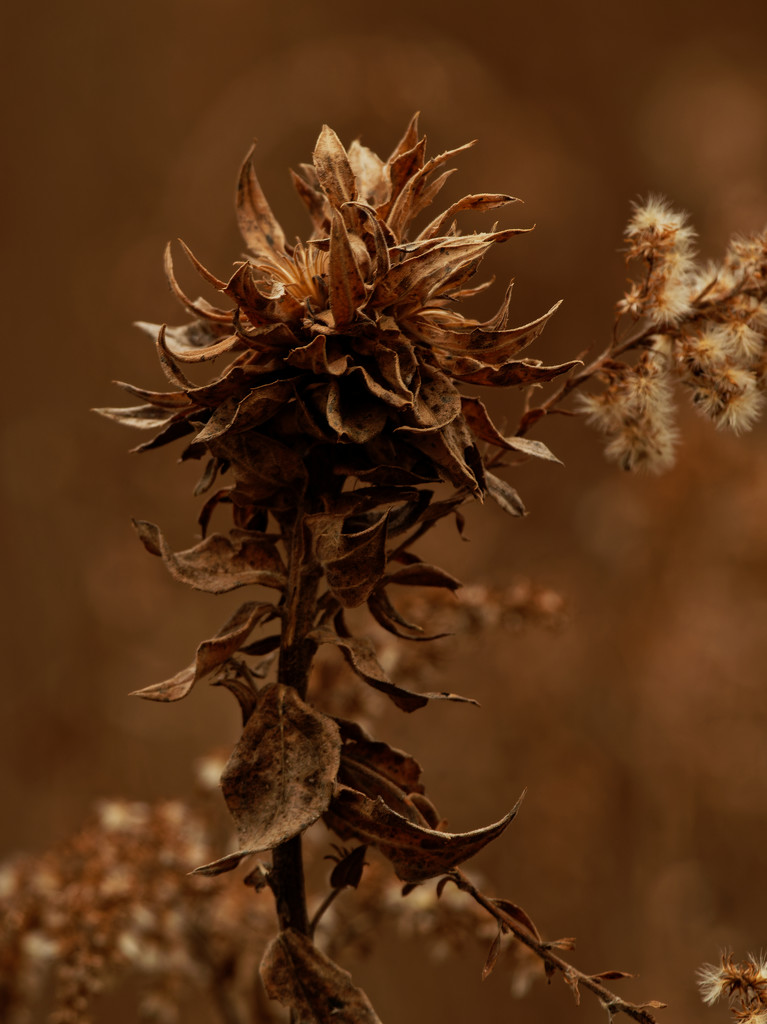 Goldenrod bunch gall midge by rminer