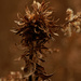 Goldenrod bunch gall midge by rminer