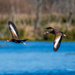 Ducks "whistling" by by photographycrazy