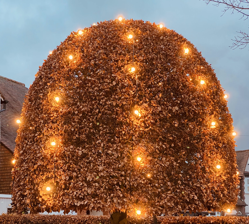 Symmetrical Suburban Seasonal Lights  by judithmullineux